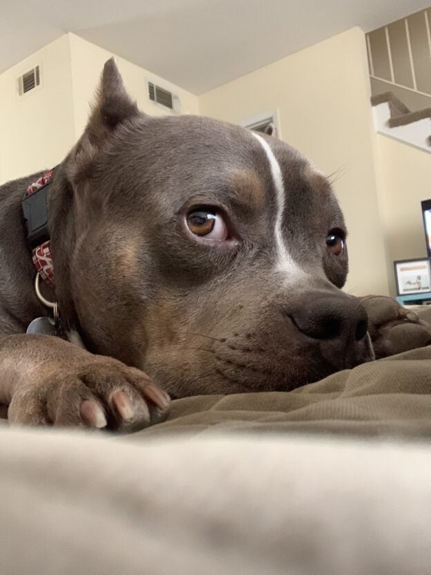 Webinar – 11/2/23 – Let’s Talk About Pet Cancer – Moose’s March