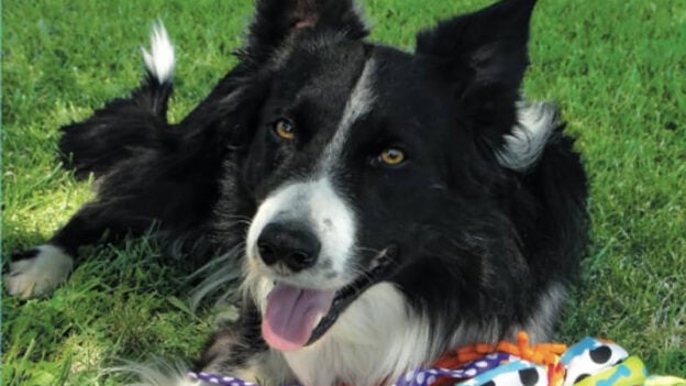 Webinar – 10/12/23 – Enrichment Games: Take Your High-Energy Dog from Fired Up to Calmed Down! – FDSA (fee applies)