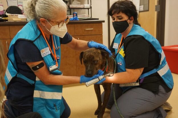 Online Course – 11/5/23 – CAVMRC Online Disaster Response Training – CVMA (fee applies)