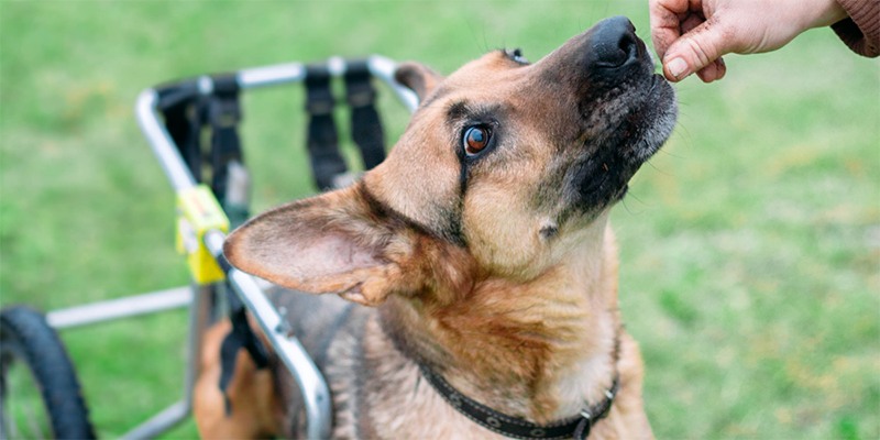 Maddie's Insights Strategies for Challenging Ableism in Companion Animal Welfare