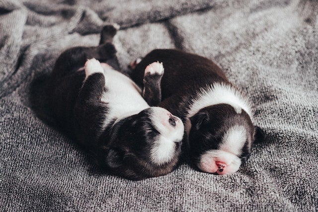 black and white neonatal puppies
