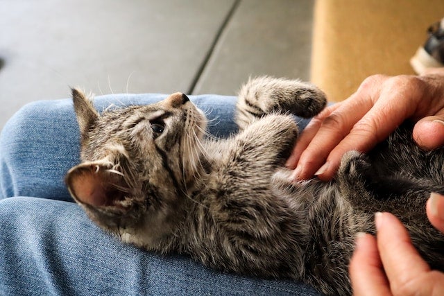 Person pets cat's belly