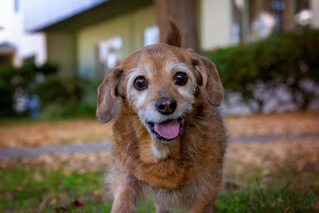 Online Course – Starts 1/8/24 – Principles of Contemporary Animal Services Certificate Course – Best Friends and Southern Utah University (fee applies)