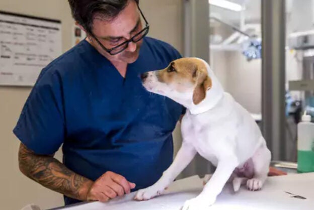 Webinar – 12/14/23 – Improving Canine Quality of Life through Efficient, Low-Cost Dental Care – ASPCAPro