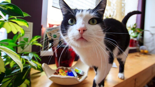 Online Event – 11/28/23 – YouTube LIVE: Case-Based Approach to the Sneezing Cat – VETGirl