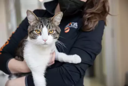 Person wearing an ASPCA shirt holds a cat in their arms