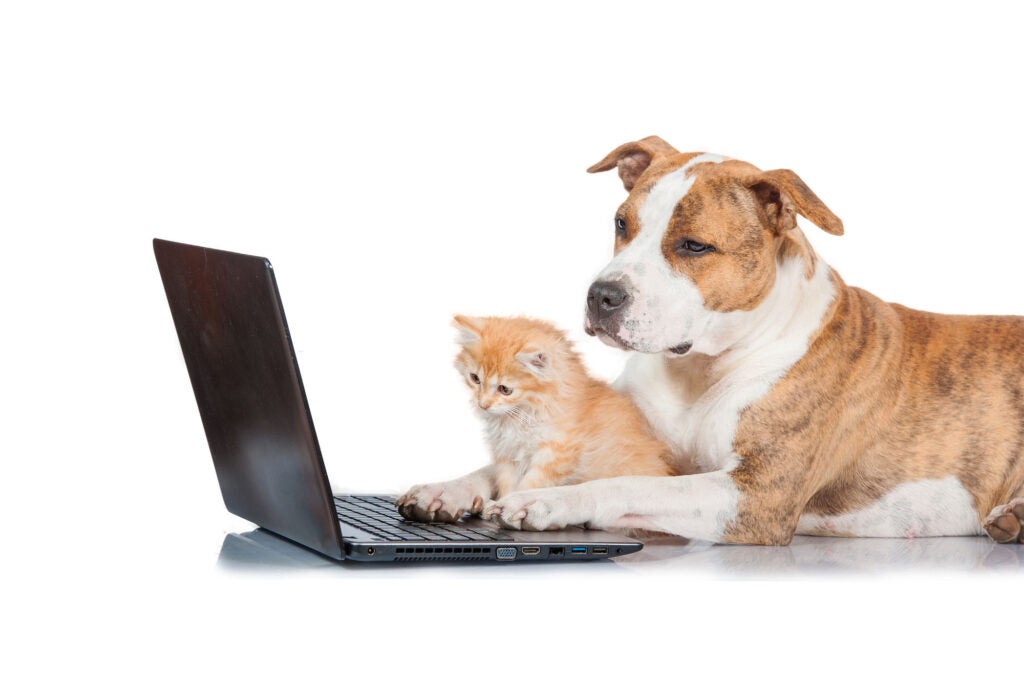 Dog and cat with paws on laptop against white background