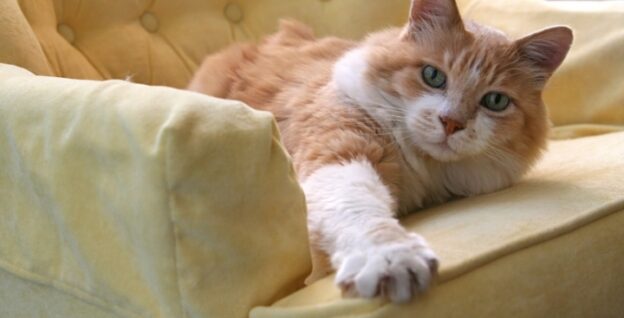 Webinar – 2/14/24 – Living with Claws: Confidently Provide Guidance to Feline Owners – HSVMA
