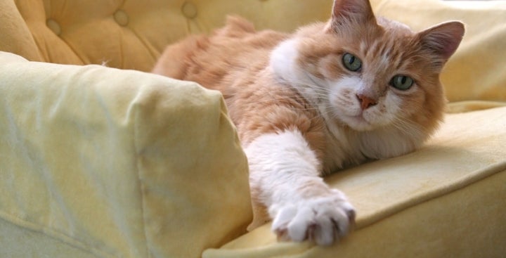 Living With Claws: Confidently Provide Guidance to Feline Owners