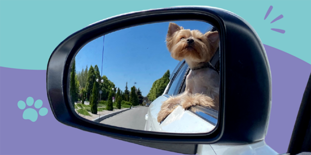 Webinar – 2/8/24 – Maddie’s Insights: The Influence of Field Trip and Sleepover Programs on Shelter Dog Welfare – Maddie’s Fund