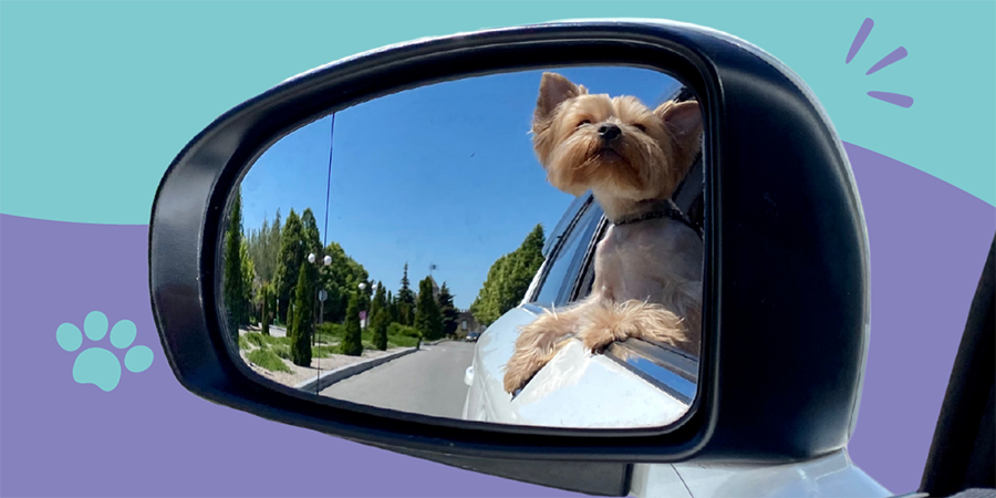 The Influence of Field Trip and Sleepover Programs on Shelter Dog Welfare