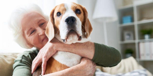 Webinar – 1/11/24 – Maddie’s Insights: Foster Care and the Human-Animal Bond – Maddie’s Fund