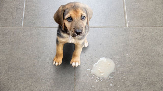 puppy sitting next to vomit
