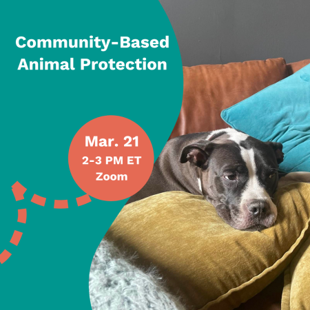 Community Animal Protection webinar