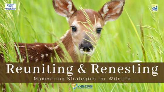Maximizing Your Reuniting and Re-nesting Strategies for Wildlife