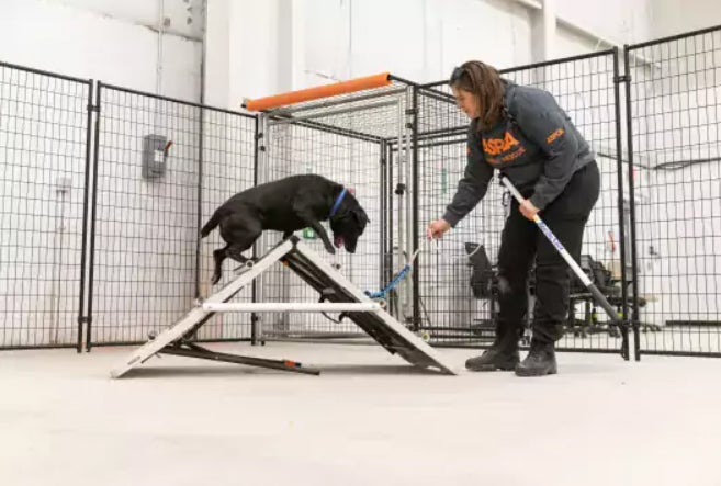 Person wearing an ASPCA sweatshirt trains dog