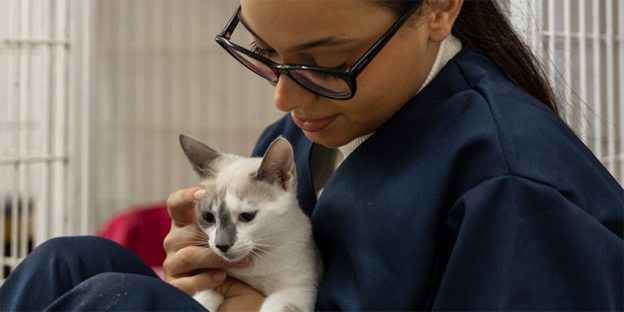 Webinar – 4/17/24 – Practical Calicivirus: All You Need to Know from Diagnosis to Adoption – Maddie’s Fund