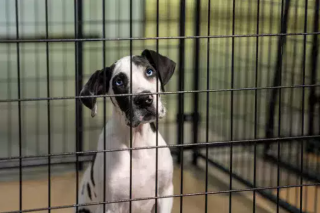 Webinar – 6/20/24 – Northern Tier Shelter Initiative Zoomies: Putting the ASV Guidelines into Action – ASPCAPro