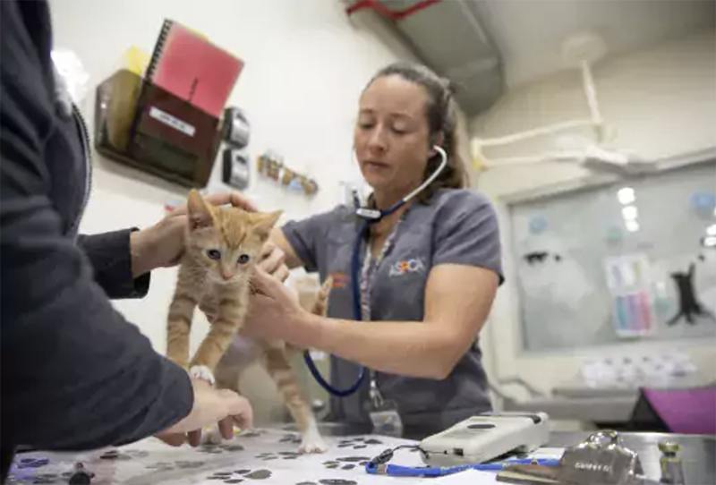 A kitten is examined