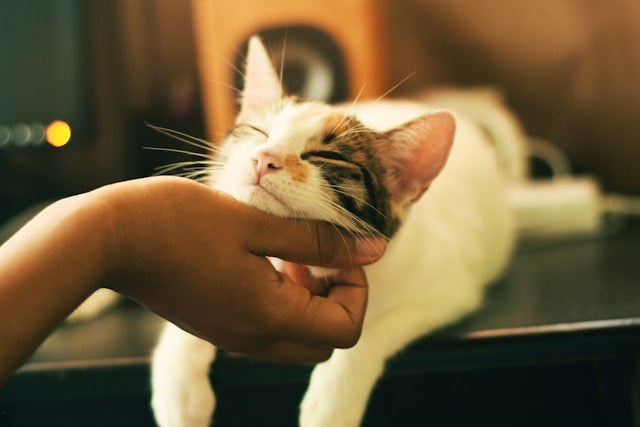 Close up of a hand scratching a cat's chin