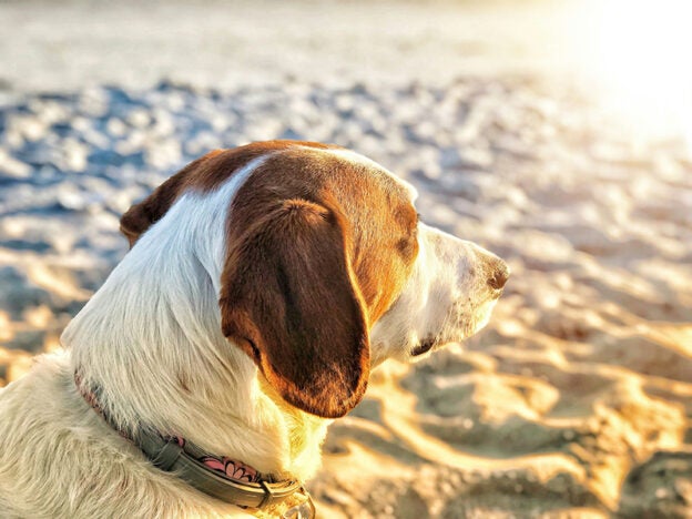 Webinar – 6/5/24 – APCC: Fun in the Sun: Summer Toxicities in Dogs and Cats – ASPCAPro