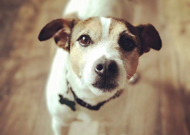 Webinar – 3/25/25 – An Introduction to Understanding Trauma in Dogs – IAVSW