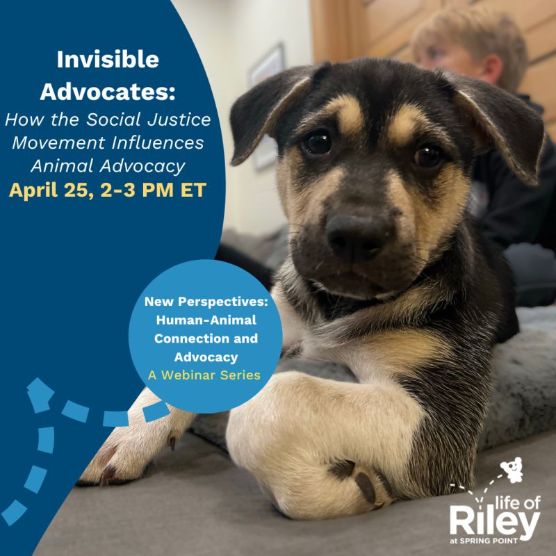 Invisible Advocates: How the Social Justice Movement Influences Animal Advocacy