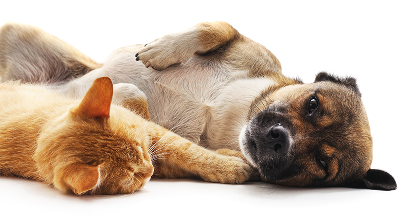 A dog and cat lie next to each other