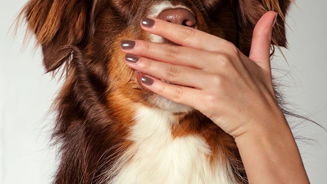 Hand covers dog's muzzle