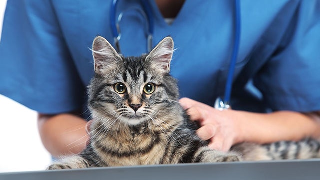 A person in scrubs holds a tabby cat on an exam table