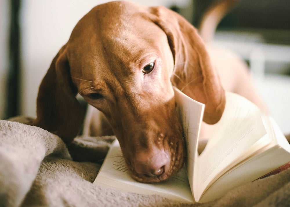 A dog turns the pages of a book with their nose