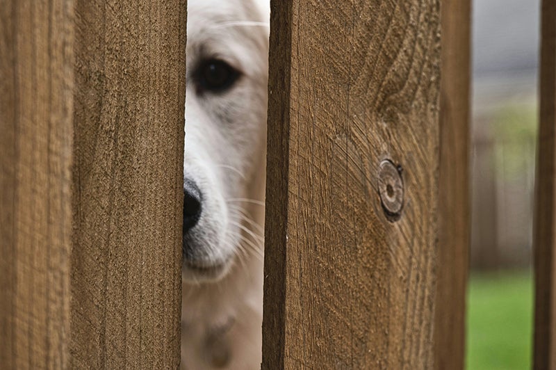 Dog peeks through wooden fence