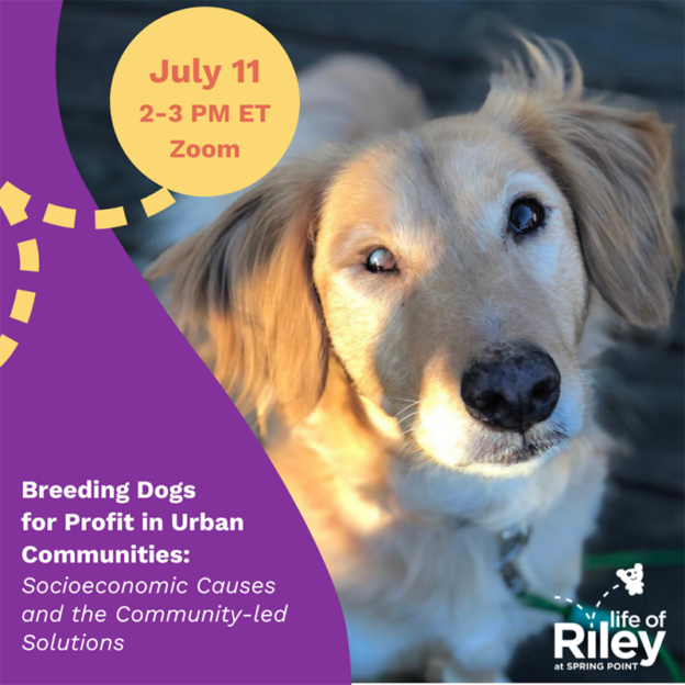 Webinar – 7/11/24 – Breeding Dogs for Profit in Urban Communities: Socioeconomic Causes and the Community-led Solutions – Life of Riley