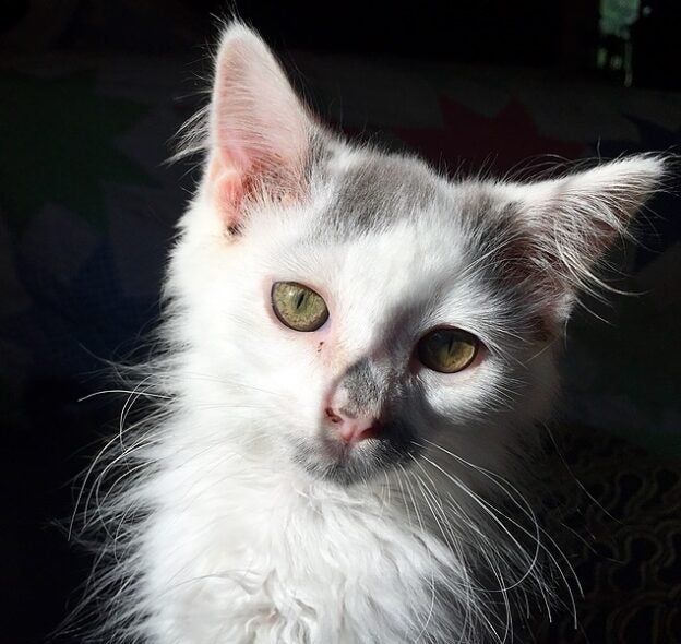 Online Course – Starts 8/13/24 – Shelter Cat Behavior Mentorship with Trish McMillan – Shelter Behavior Hub (fee applies)