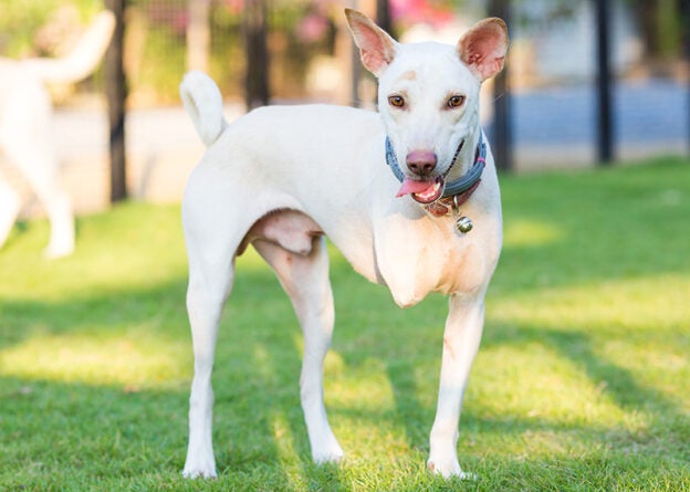 Webinar – 6/26/24 – Circle of Care: Amputation Pain Solutions & Home Recovery Insights for Amputee Pets & Their People – HSVMA