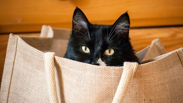 Webinar – 6/9/24 – The Cats Out of the Bag! What You Need to Know About Feline Dentistry – VetGirl