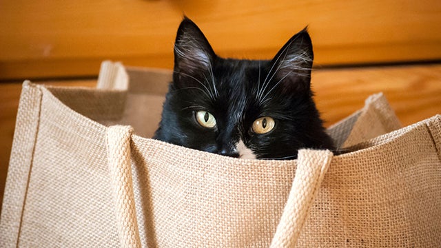 A black and white cat peeks out of a canvas bag