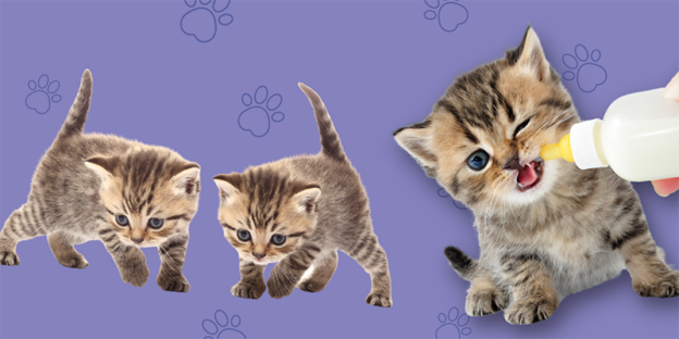 Webinar – 6/26/24 – Advancements in Neonatal Kitten Care – Maddie’s Fund