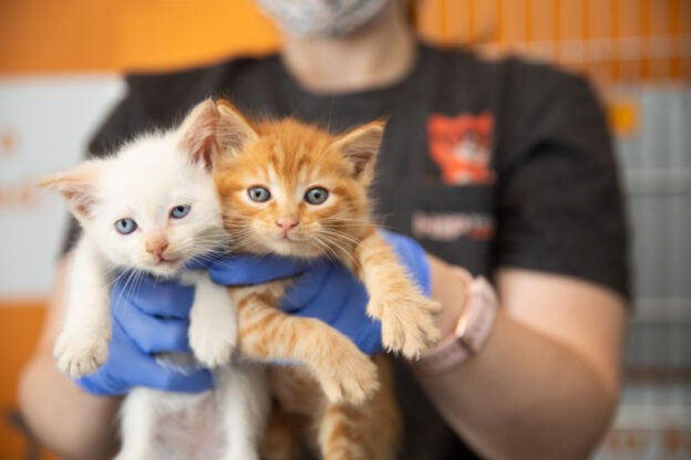 Webinar – 6/26/24 – Caring for the People that Care for Animals: Prioritizing Staff Well-being in Animal Welfare – Best Friends