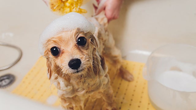 VETGirl: Management of Skin Lesions in Chronic Allergic Disease