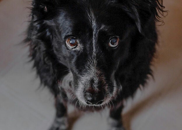 Webinar – 7/11/24 – Why is My Dog “Ignoring” My Cue? – FDSA (fee applies)