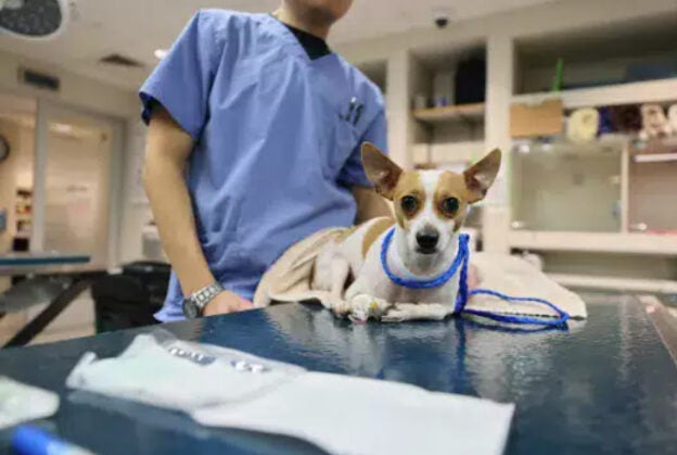 Webinar – 8/21/24 – APCC: Backpack Hazards: Protecting Pets from Hidden Toxins – ASPCAPro