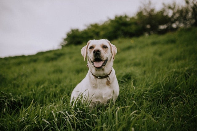 Dog sits in wide grassy field