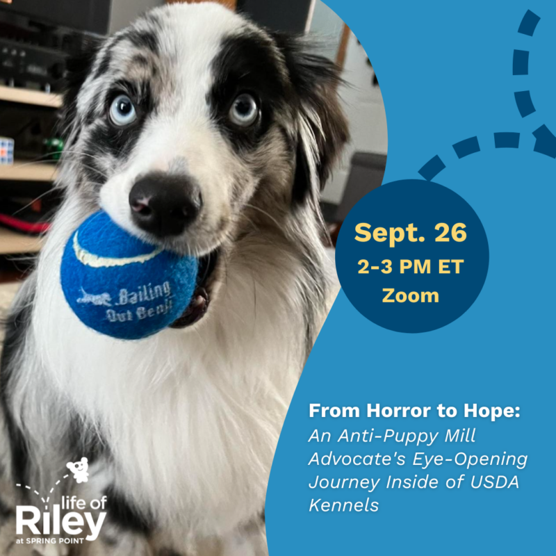 From Horror to Hope: An Anti-Puppy Mill Advocate’s Eye-Opening Journey Inside of USDA Kennels