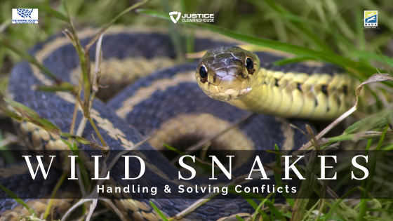 Handling and Solving Conflicts with Wild Snakes