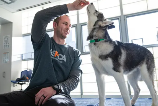 Staff wearing an ASPCA shirt trains a dog