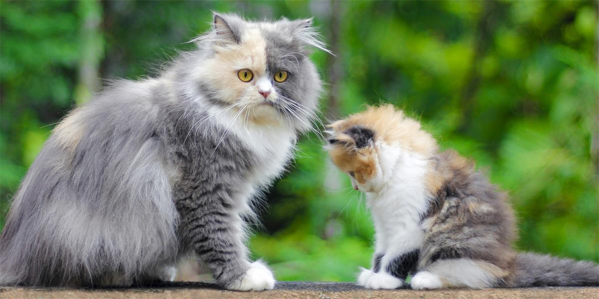 A cat and kitten sit next to each other outside