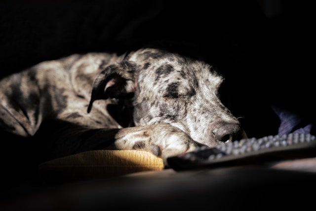 A black and white dog sleeps in a spot of sunshine