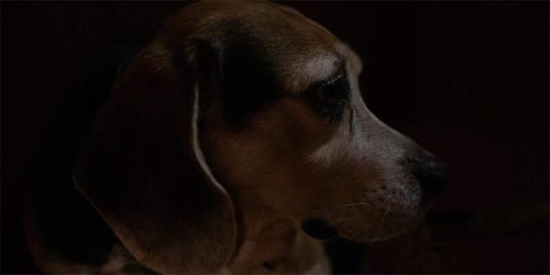 Profile of dog in shadow