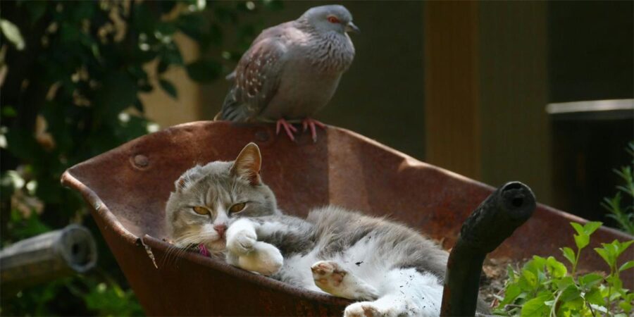 How Much Do You Know About Bird Flu?